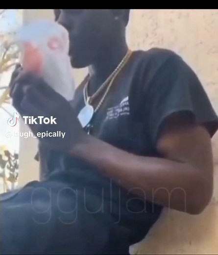 Cat Saying the N-Word to Kids | Funny Cat Meme Compilation