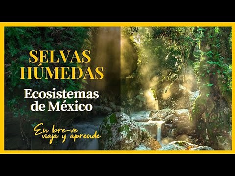 SELVAS HÚMEDAS🌿 Ecosistemas de México