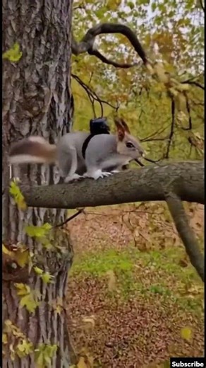 Tiny Camera on a Squirrel