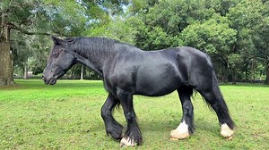 Florida farm brings unique Gypsy Vanner horses and their story to life