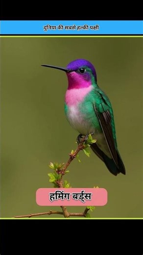 The Cutest Tiny Bird In The World 😨 || #facts #shorts #shortsfeed