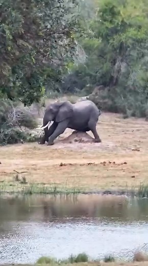 1.9M views · 9.2K reactions | Watch this hilarious moment as a big bull elephant tries to scratch his private part using a termite mound ⛰️ #elephant #elephants #elephantlove #elephantsafari #wildlife #saveelephants #elephantrescue #safari #elephantconservation #elephantbull #adventure #scratching #termites | Wildfriends Africa | Facebook