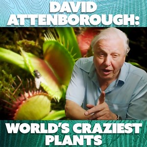 Here's some of the craziest plants from David Attenborough himself! | Nature Bites