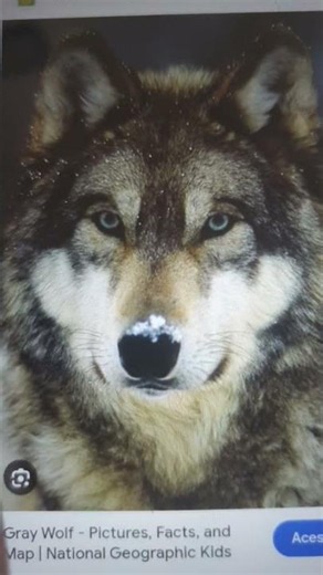 unknown howl is a wolf? trevor henderson animation