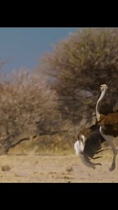 70K views · 1K reactions | #amazinganimalsworld #foryou | Animals World | Facebook