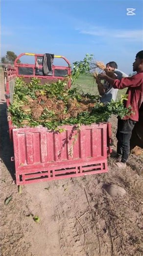 "Smart Way to Offload Plants from a Loader 🚜 🍋 | Farm Work Reality"