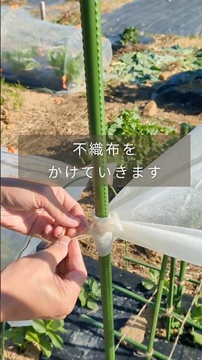 [Essential work] Frost prevention for snap peas #home garden