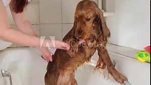 Wet dog in the bathroom after bathing. The dog licks his paw. The Groomer bathes a red English Cocker Spaniel.