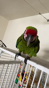 5.3K views · 559 reactions | Parrot Macaw Can’t STOP TALKING! Telling me his whole story! Victory is a Military Macaw. After his shower he has so say whats on his mind. lol | Carolin von Petzholdt | Facebook