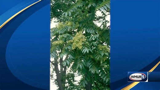 Grow it Green: Identifying tree of heaven plants