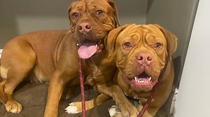 These two girls are owner surrenders that arrived late last night. They are poster children for littermate syndrome. They are two year old sisters and were purchased at the age of 16 weeks from a "breeder" and they were the last two pups without a family. There are so many things wrong with this scenario and this topic will be the subject of our next podcast we record. You see these two girls are shy, these two girls are sisters, and they are both shy, they both didn't get the critical socializa