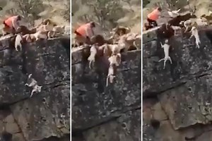 Horrifying moment a dozen dogs and the deer they are chasing plunge off cliff during Spanish hunt