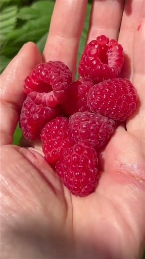 Raspberry pie with Raspberry jam