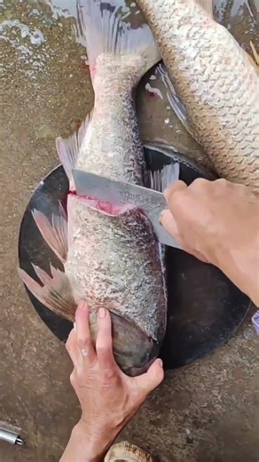 splitting fish caught from fishing #shortsvideo #tips #fishlover