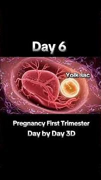 His First Heartbeat ❤️👶 | The Miracle of Life Inside You (3D Animation)