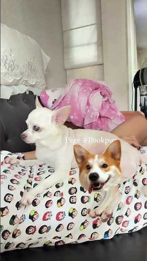 I lovely My dogs #dogs #love #beautifuldog #dog#instagood #puppy #cute #dogstagram #Short videos