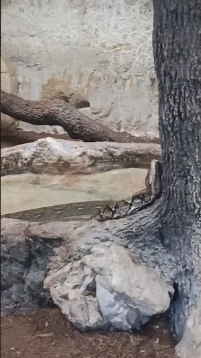 Reticulated python. #sanantoniozoo #zoo #python