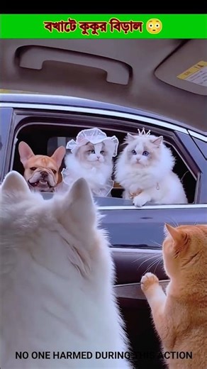 বখাটে কুকুর বিড়ালের কান্ড #youtubeshorts