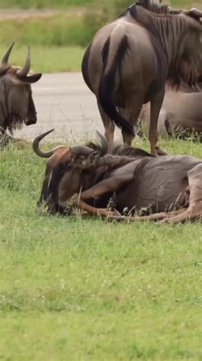 T VACATION COMPANY on Instagram: "The calving season is one of the most magical times to visit the Serengeti. Between January and March, over 500,000 wildebeest calves are born on the short-grass plains of Southern Serengeti and Ndutu. The nutrient-rich grasses and open plains provide the perfect conditions for newborns. This season offers: • 🐃 Thousands of newborn wildebeest and zebra, often standing within minutes of birth • 🦁 Incredible predator action as lions, cheetahs, leopards, and hyen