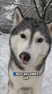 Finally getting the winter we’ve been waiting for! ❄️🐾 After a few years of lackluster snow here in Northern Michigan, we finally got our first REAL snowfall of the season. 🌲 Siberian Huskies are true snow dogs—they would stay out here all day, every day if we let them! It’s so nice to see them in their element again. This is pure joy. 🐺✨ Question: Does your dog love the snow, or do they prefer the fireplace? Let me know below! 👇 | Snow Dogs Vlogs