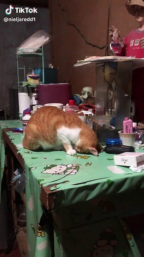 Heartwarming Sad Cat Videos: Emotional Moments Captured