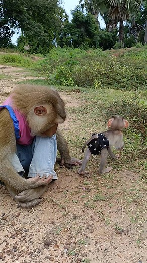 Lovely animal SokYaa Sokhaa, To To And Mom Are Famous & Amazing | Primitive Cooking