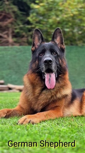 This German Shepherd Looks Like a King 👑🐕 #shorts#german shepherd#dogshorts #dogtraining #puppy