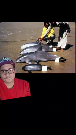 The Vaquita is nearly extinct #vaquita #cetacian #whale #dolphin #fyp #nature #educational