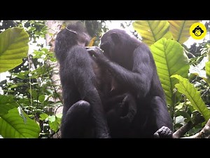 Grooming behaviors among wild bonobos!【Observations of Bonobos #9】