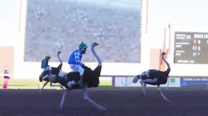 🔥 EXTREME RACING IS BACK! 🏇🦙🦓🐷 🚨 Hurry! Only a few group packages left! 🚨 Experience the thrill at Remington Park on Sunday, April 21st! Witness Camels, Ostriches, Zebras, and more racing alongside high-speed horse races! Be part of the action with extreme distances and Flying Pig Races! 🎉 Don't miss out! Close-up sensory experiences available for plaza guests! 🎟️ Secure your spot with our exclusive group packages: Penthouse Suites Eclipse Room Tables Bricktown Brewery Henry Hudson’s Pa
