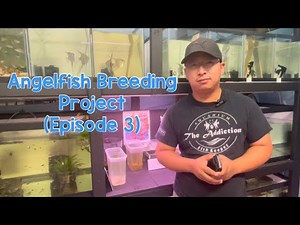 Angelfish Breeding Project (Episode 3)