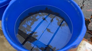 Algae eaters now available! Algae eating fish are wonderful for helping keep unwanted algae from becoming overwhelming in a pond. See you soon! . . . . #sunlandwatergardens #pondlife #koi #koifish #ponds #pondfish #butterflykoi #japanesekoi #koiinla #koiforsale #koiforsaleinla #pondsupplies #koipond #fishpond #pondsuppliesinla #pondsuppliesforsale #japanesekoi #goldfish #goldfishinla #goldfishforsale # koifishpond #koicarp #Jeffkite #algaeeaters #pleco #plecostomus #dojos #goldendojo #browndojol