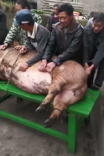slaughtering a pig #goviral #goviralshorts #viralvideo #viral #shortvideo #shortvideoviral #usa