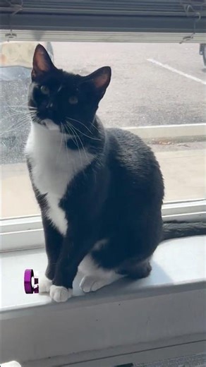 This Cat Sound is Genuinely Disturbing 😂 #petvideos #shorts #viral