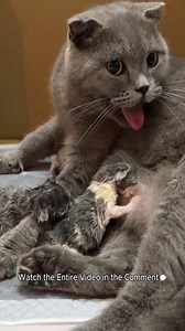 56K views · 1.8K reactions | Video Cat gives birth - The end. | Baby Cat | Facebook
