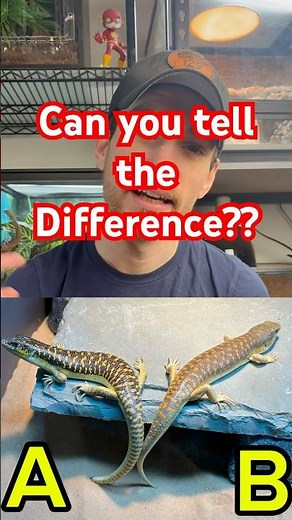 Can you tell the difference? #reptiles #pets #skink #lizards