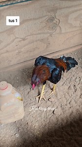 Qaib Thaib Ej Ej Ej 4/4/2025 | Kuab Cag Tshuaj