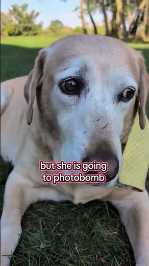English Labrador vs American Labrador #boop #labrador #cutedogs