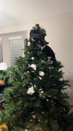 Not sure I should even bother decorating the tree this year…?? I just ordered one of those tube tunnel things for cats under the tree… We'll see if that works before I decide to put ornaments on ￼￼ | Shannon Grella