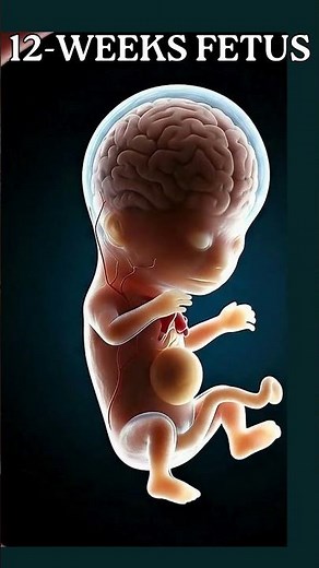 The Amazing Human Brain: See It Develop in the Womb! (Week 11)