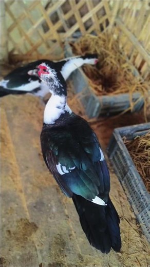 China has khabar china duck farming video 🦆🦆