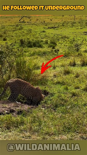 Leopard Hunts Underground Into Warthog Burrow #Shorts #Viral #Wildlife