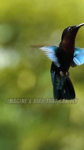 Surprising facts about humming birds! #foryou #facts #hummingbird | Hummingbird Love