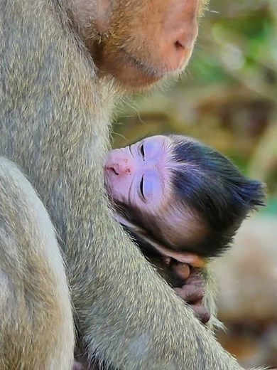 adorable and update newborn in wild 003 #newborn #monkey
