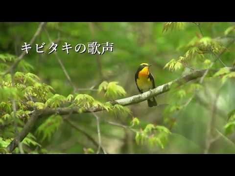 キビタキの美しい歌声をどうぞ・・・