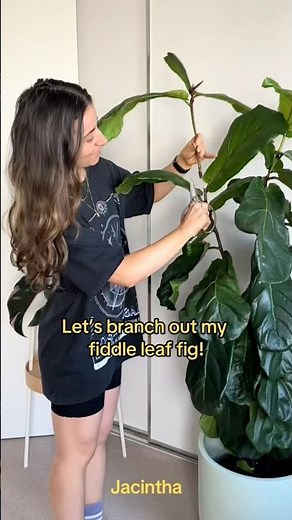How to branch out a Fiddle Leaf Fig plant? Chop it! #FiddleLeafFig #PlantTips #FicusLyrata 🥰🌿✂️
