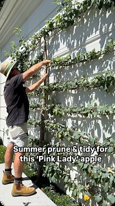 22K views · 111 reactions | ESPALIER APPLE - I planted this beauty 8...