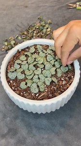 Propagating a String of Hearts with the butterfly method! 🌱 super easy, right? 🌵 @nando_plants IG🌿 #propagat #plant #cactus #propagation #green #succulents #cacti #gardening #ilovesucculents #plants #root #rooting #succulent #succulove #water #ariocarpous #astropytom #cuttings #avlegger #instaplant #livingwithplants #mymintygreenlife #newplants #nordicliving #plantbaby #plantelykke #plantinterior #propagating | ᒍunglemaven