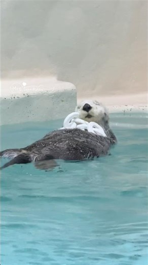 ラッコの可愛さが詰まりまくってるキラちゃんの50秒 #鳥羽水族館 #ラッコ #seaotter