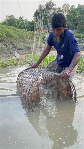 Fish trapping in bamboo cage | Manirul